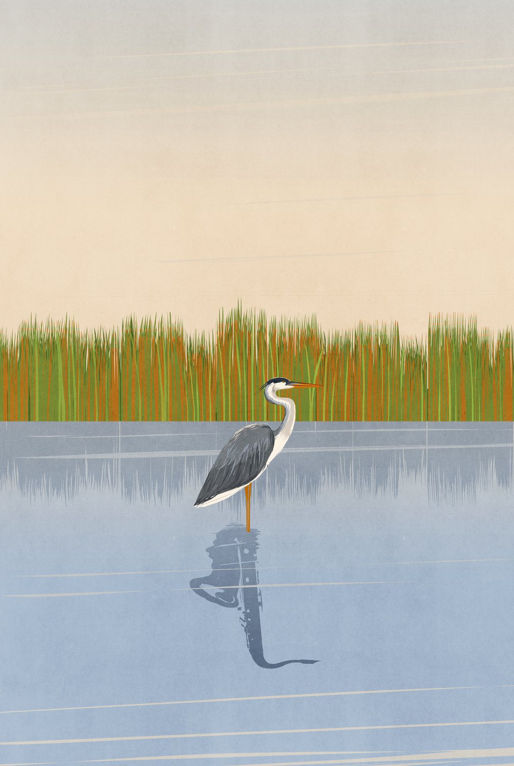 Heron in the Reeds