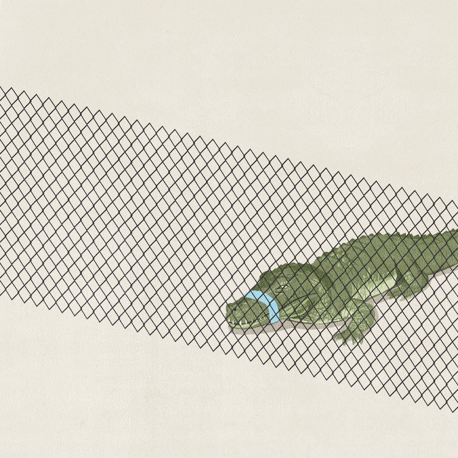 Crocodile Caught in the Net