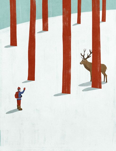 Deer in the Woods