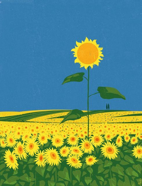 Tallest Sunflower