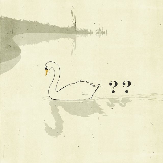 Swan with Question Marks